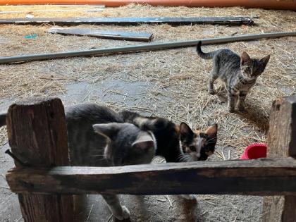 Katzen abzugeben