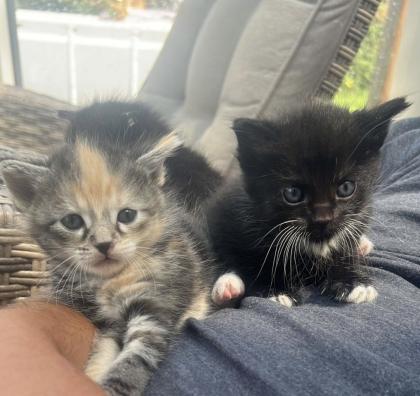 4 maine coon mix kätzchen