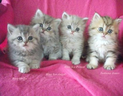 Schmusige Perserkater 8 Wo alt mit Stammbaum suchen lieben Menschen in 4 Wochen