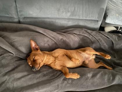 Deckrüde / wunderschöner Zwergpinscher