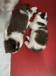 Süße BKH BLH Kitten mit Stammbaum