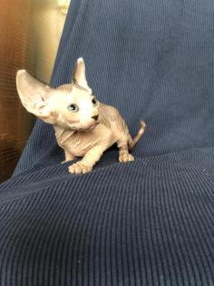 Sphynx Kätzchen