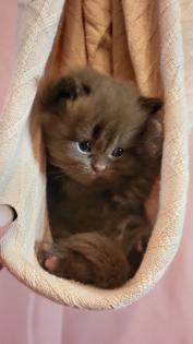 Bkh Kitten in seltener Farben. Stammbaum