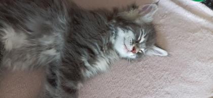 Maine-Coon-Kätzchen suchen ein neues Zuhause