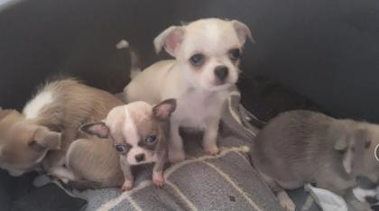 Süsse Chihuahua shitzu Mix Welpen