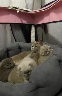 BKH Kitten