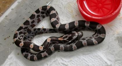5. Kornnatter Hypo Miami Phase het. black