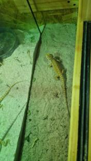 Bartagame Jungtiere 4 Monate alt