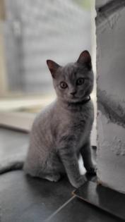 BKH blue Kitten - auszugbereit - reinrassig - Britisch Kurzhaar