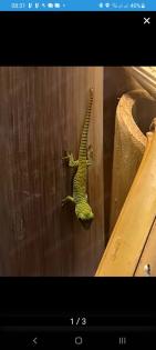 Dringend Madagaskar Taggeckos abzugeben