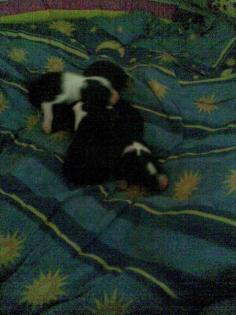 Bordercollie Welpen