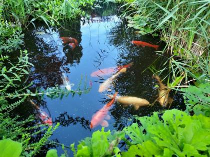 9 große Koi-Karpfen