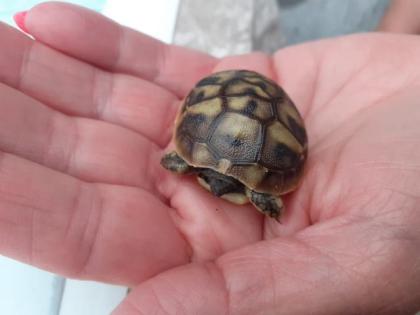Griechische landschildkröte
