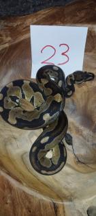 Mehrere Königspythons Regius abzugeben in Soest/Nrw
