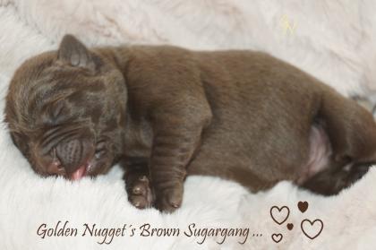 Labrador Welpen braun Showtyp Zucht seit 1998