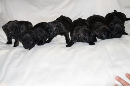 Französische Bulldoggen