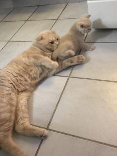 Scottish fold Kitten britisch Kurzhaar Bkh