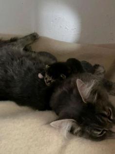 Main Coon Katze