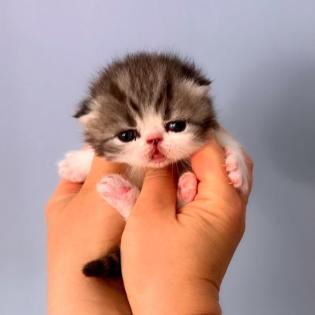 Exotic Shorthair Schönheiten Fibie und Ferrero suchen neue Familie