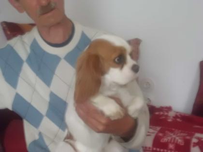 Wunderschönes Cavalier-King-Charles-Spaniel-Mädchen, 3 Jahre, Farbe blenheim