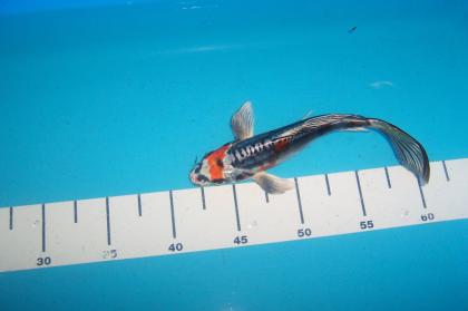 Butterfly Koi, Koi Angebote in High Quality vom Koi-Center Schafflund