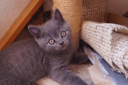 Britisch Kurzhaar Kitten