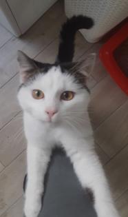 Tony verschmuster Kater sucht dringend liebevolles Zuhause aus dem Tierschutz / gechipt, geimpf