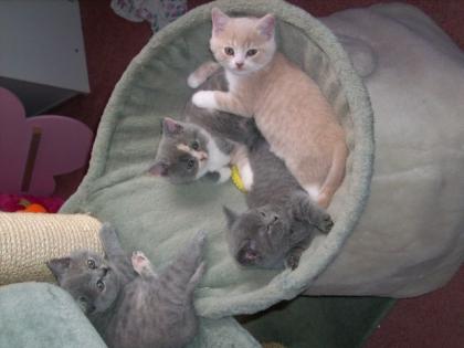 3 Süße BKH-Kitten suchen ein neues liebevolles zu Hause