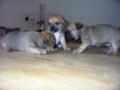 Chihuahua - Welpen