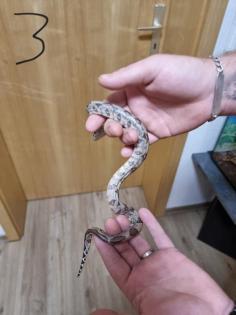 Boa constrictor Babys