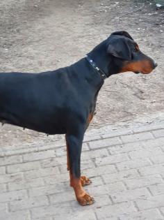 2 Dobermann Mädchen