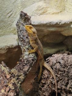 Bartagame m mit großem Terrarium, Quarantäneterrarium inkl. Beleuchtung und viel Zubehör