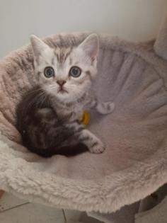 Kitten Britisch Kurzhaar