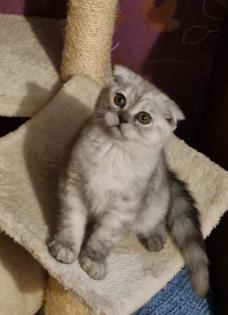 Kitten 3 junge