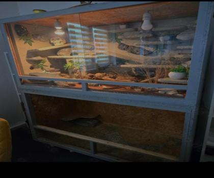 Leopardgecko inklusive Terrarien