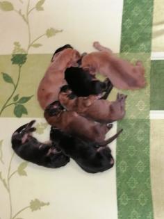Bloodhound/Jagdhund/Mantrailer/Welpen/Familienhund