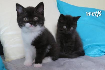 Reinrassige Britisch Kurzhaar BKH Kitten, Vater mit Stammbaum