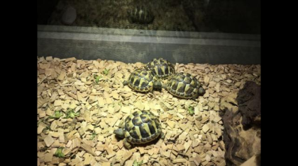 Griechische Landschildkröten NZ2020