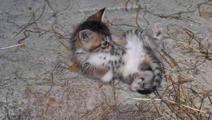 Kitten / Katzenbabys
