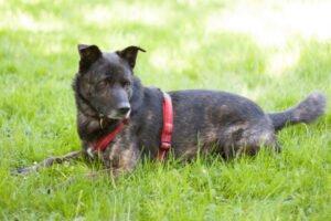 JACKY BOY - männlich 3 Jahre 53 cm 22 kg Mix Gechipt Kastriert