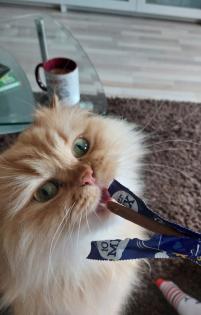 Katze abzugeben kostenlos mit Zubehör