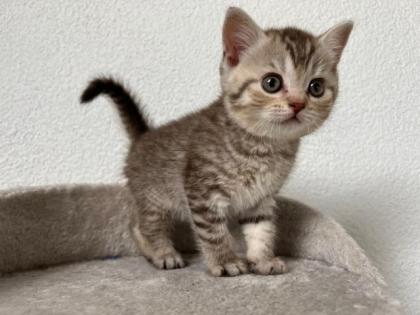 BKH Kitten ab 11. 06. 2022 abzugeben