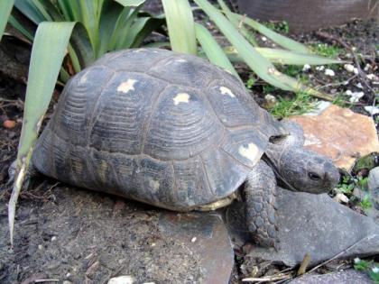 Biete Testudo marginata Breitrandschildkröten Eierlegende Weibchen
