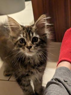 Wundervolle Maine Coon Kitten