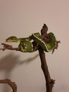 Suche nach Corallus batesii
