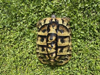 2 weibliche griechische Landschildkröten 12 und 14 Jahre alt
