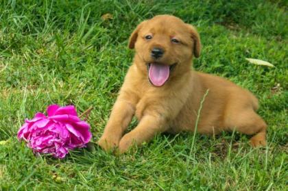 Labrador Welpen Foxred mit Ahnentafel