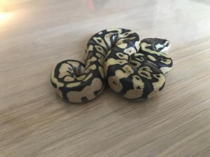 Lemon Pastel Granite HDGW Fader 50 het. Piebald 4 female python regius