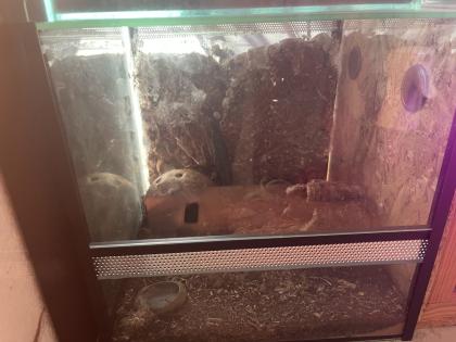 Terrarium mit besatz