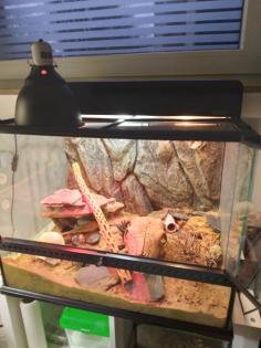 Stenodaktylus Petry mit Terrarium